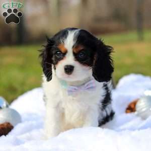 Benjie, Cavalier King Charles Spaniel Puppy